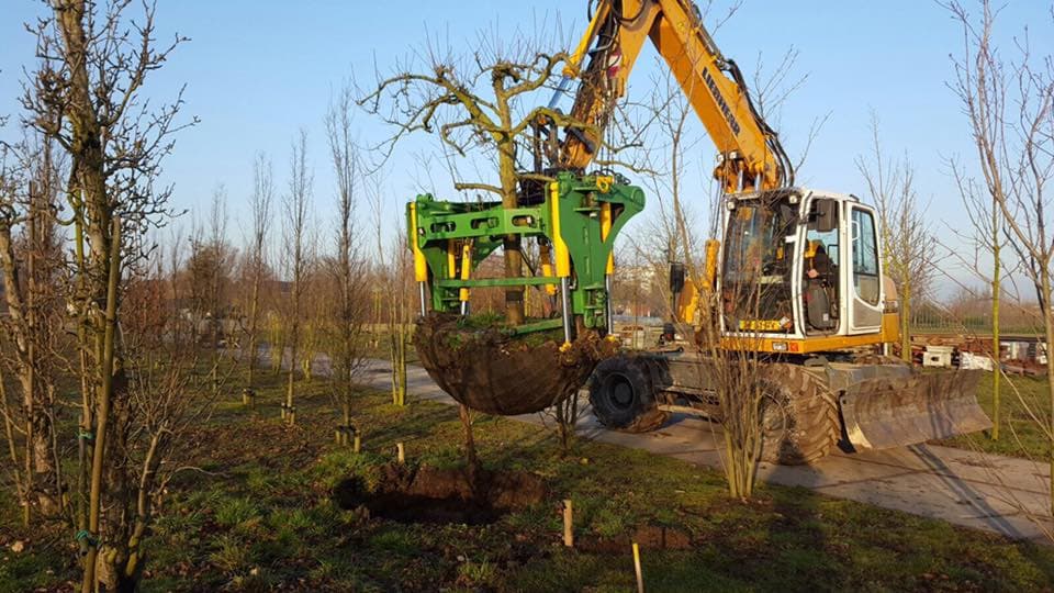 Boom laten verplaatsen, foto 1 van 3