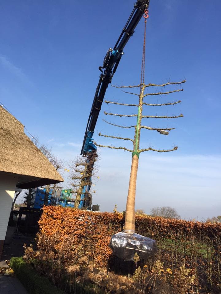 Boom verplaatsen in Leiden