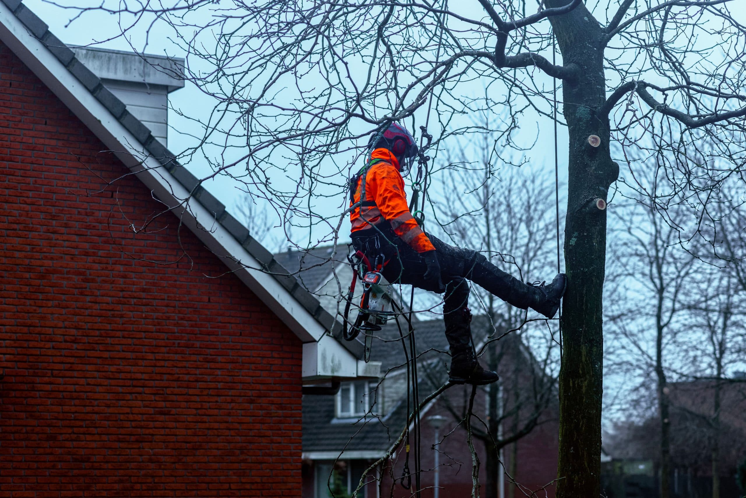Boom laten snoeien, foto 3 van 3