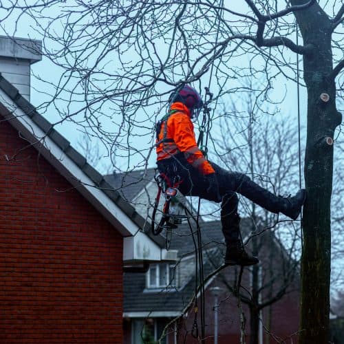 Klimmer snoeit een boom naast een woning