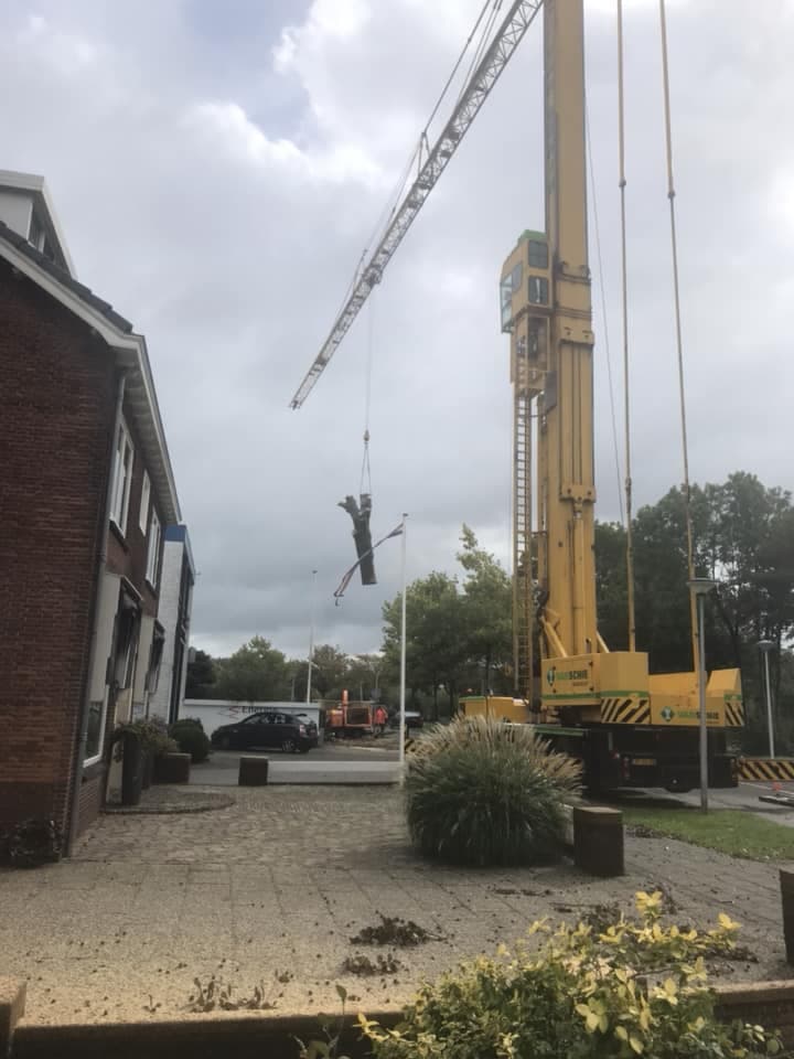 Boom laten verwijderen, foto 6 van 8