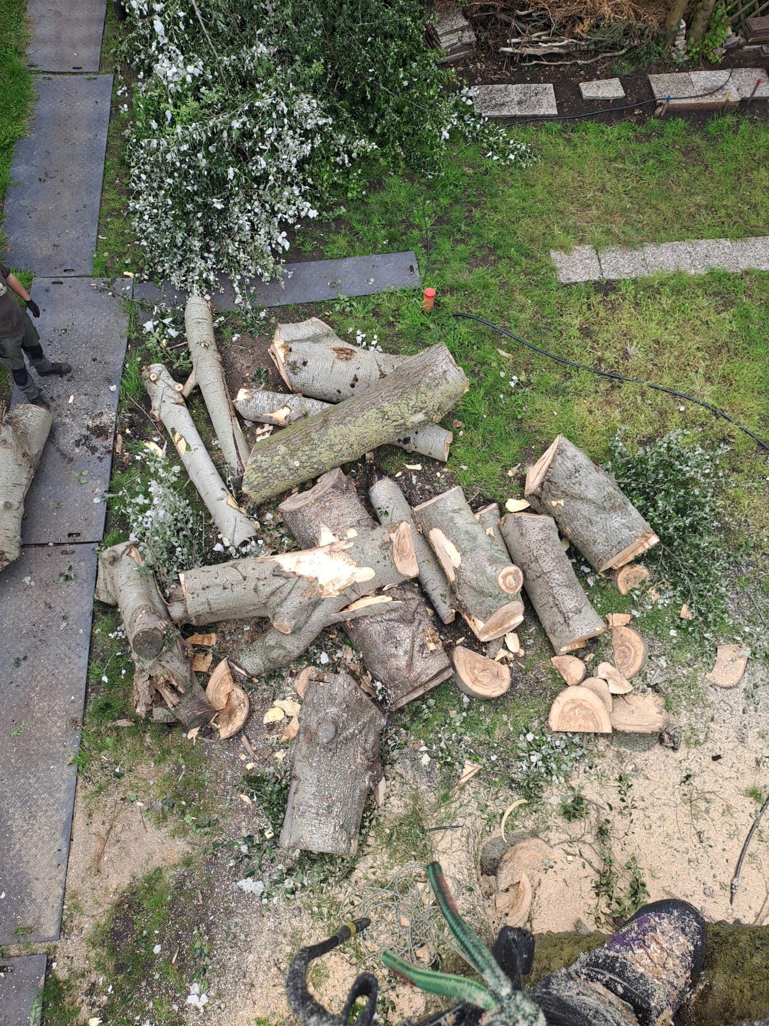 Boom laten verwijderen, foto 8 van 8