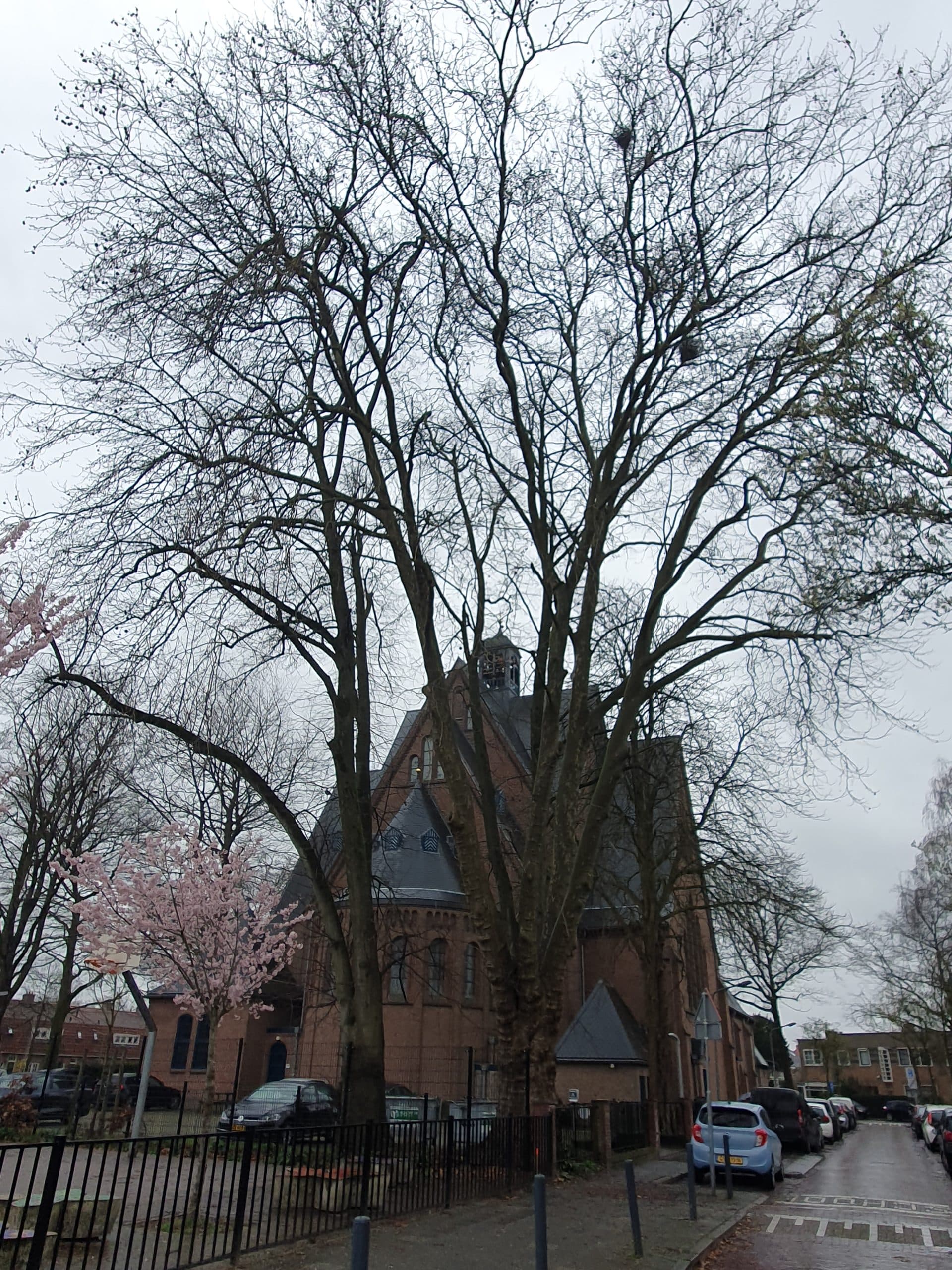VTA: Boomadvies en Controle, foto 6 van 7